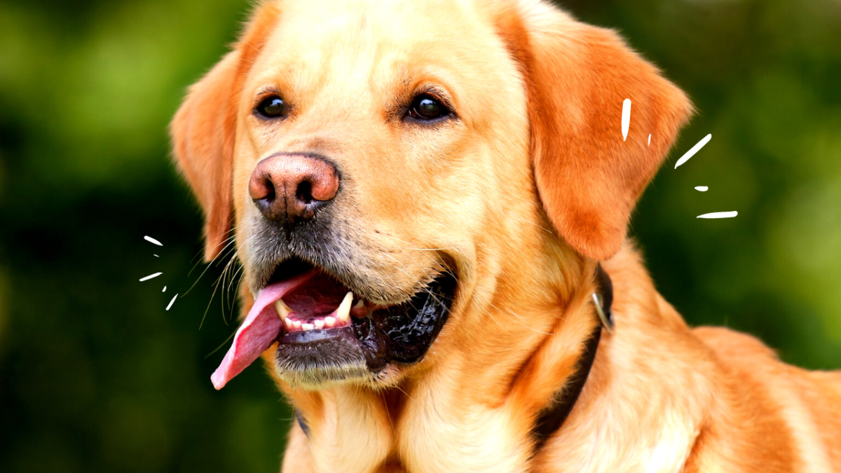 3 Types Of Pet Insurance You Should Consider For Your dog Or Cat HubPages