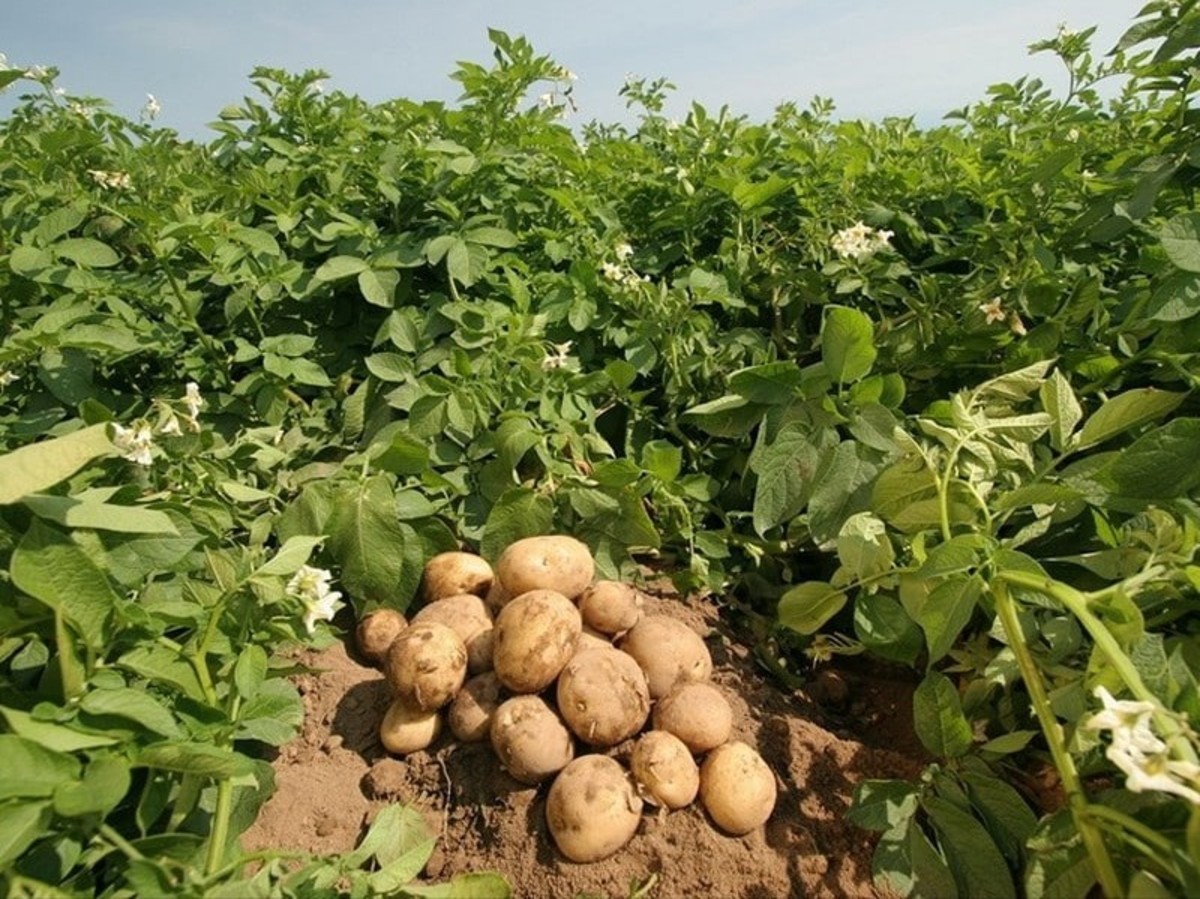 Irish Potato Farming