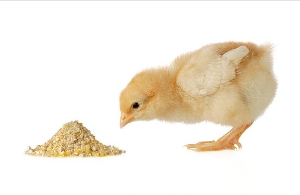 Homemade Poultry Feeds