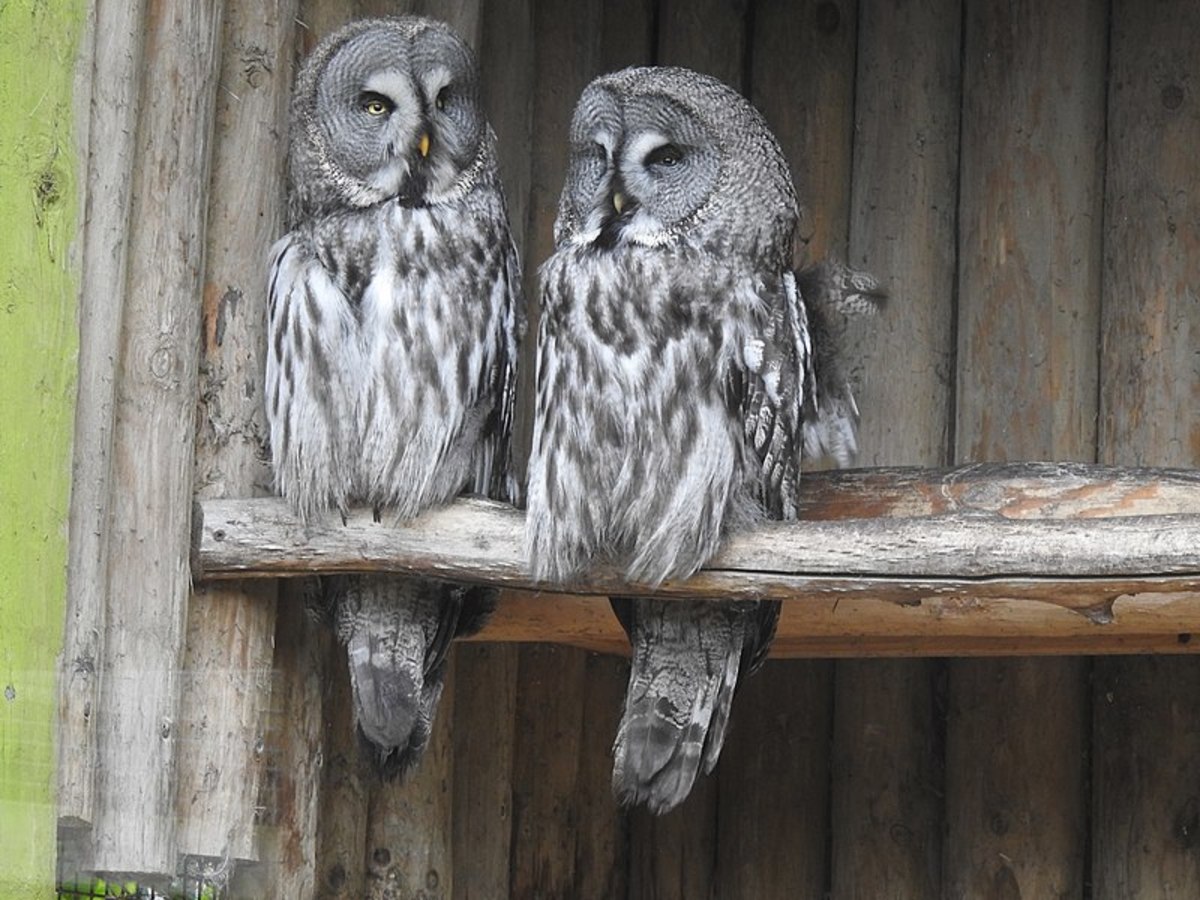 Six Mind-Blowing Ways Great Gray Owls Are Unique Among the Birds.