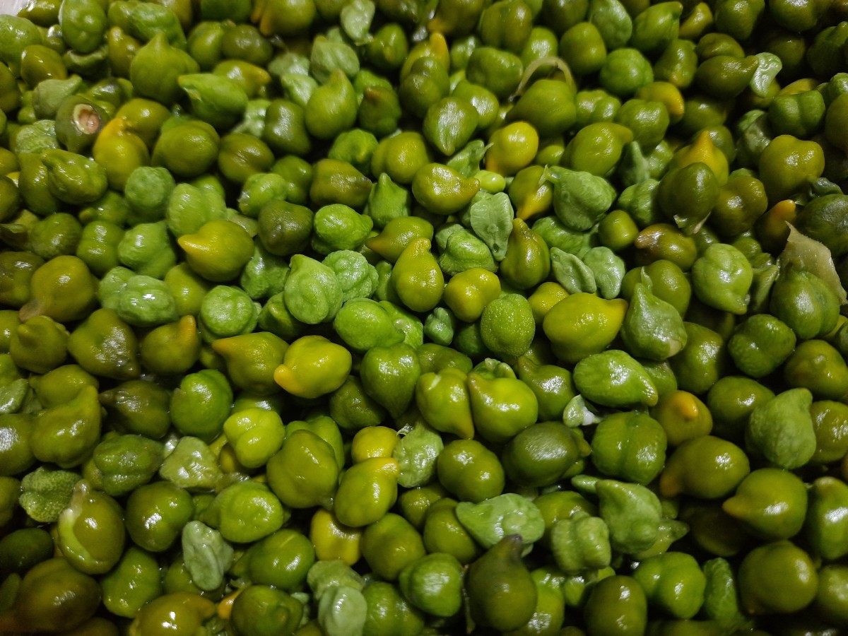Hara Chana or Green Chick Peas: Health Benefits and Recipes