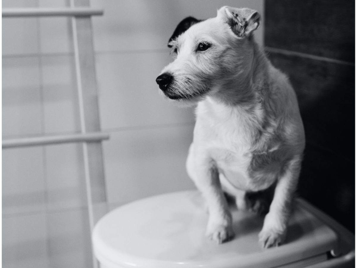 Why Is My Dog Not Pooping? Common Reasons and Solutions PetHelpful