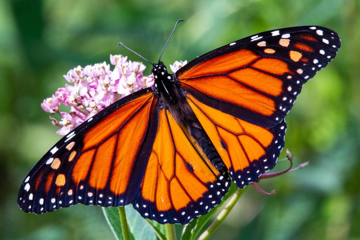 How to Help Save the Monarch Butterflies in Your Garden