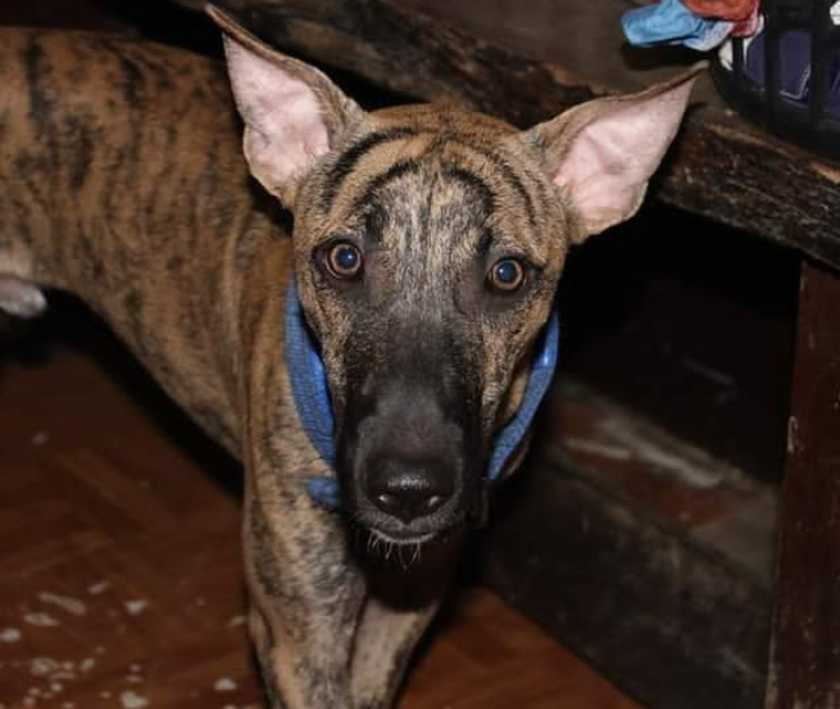 Asong The Philippine Forest Dog Also Known As The Asong Gubat Is A 