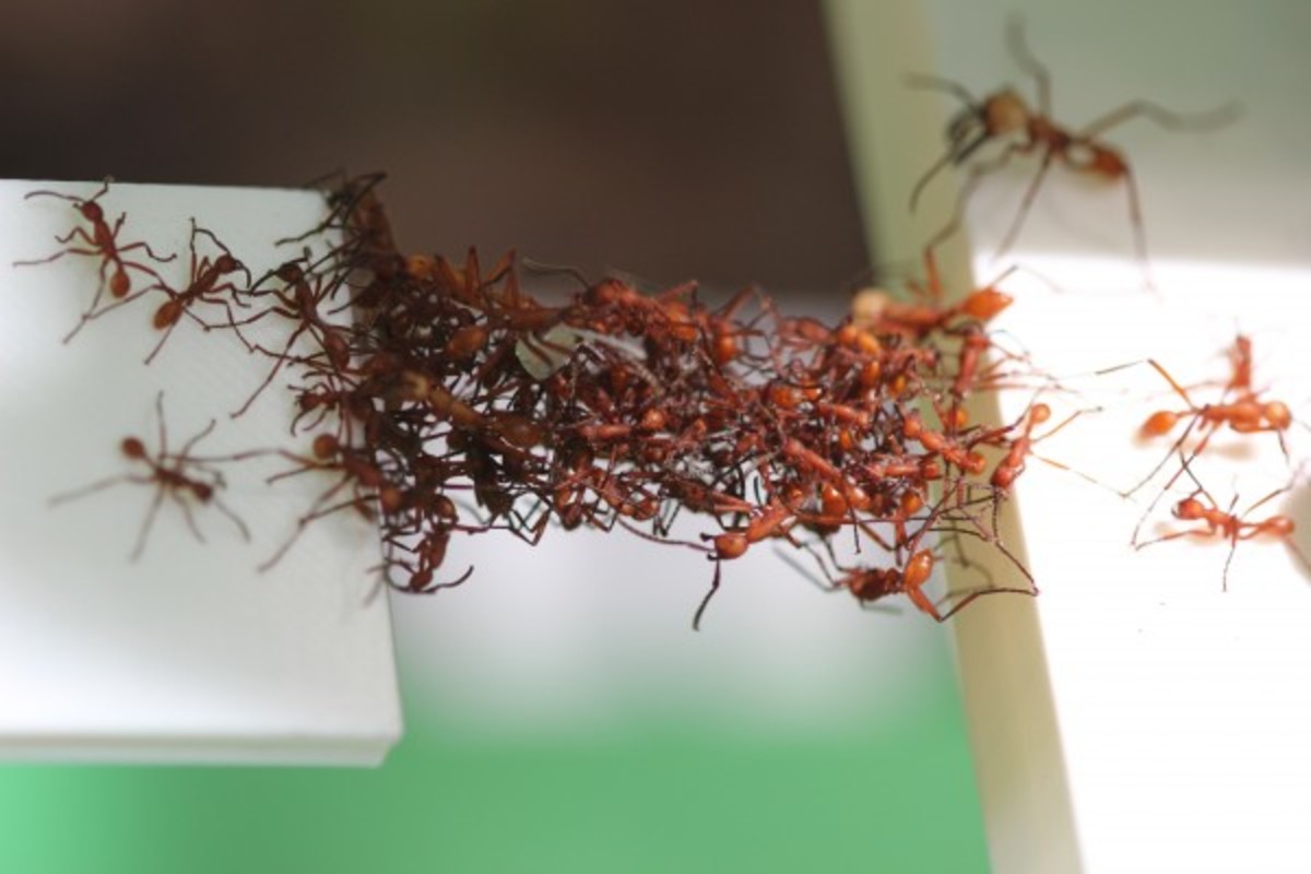 Nomadic Army Ants Are Predatory Terrors of the Wild