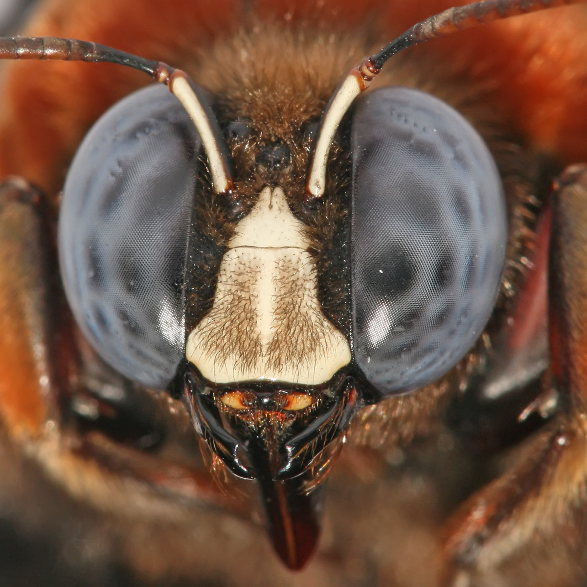 Seeing Clearly: Understanding the Eye Count of a Bee