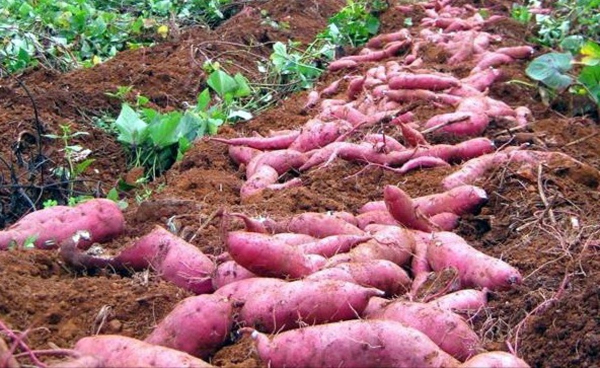 Sweet Potato Farming
