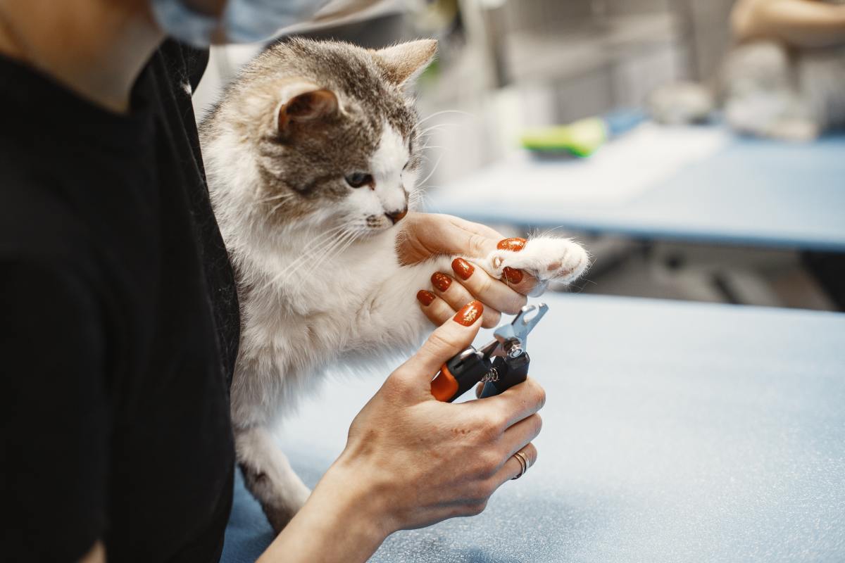 Declaw Alternatives  The Cat's Meow Veterinary Hospital