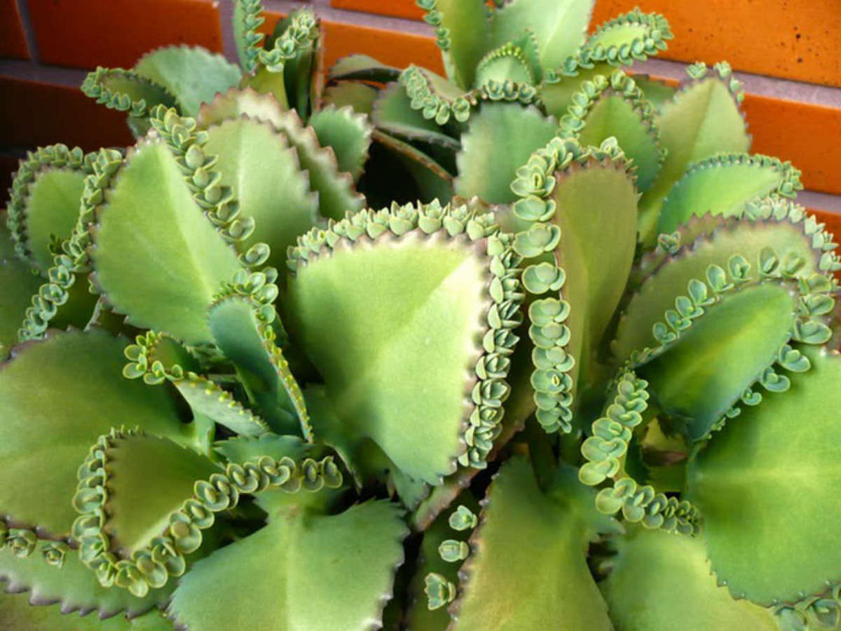 Mother Of Millions Plants 