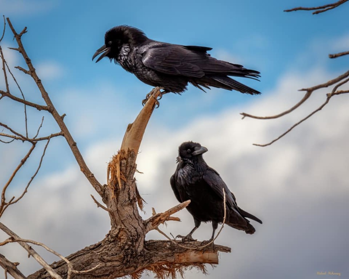 Bosque del Apache New Mexico's Renowned Wildlife Refuge WanderWisdom