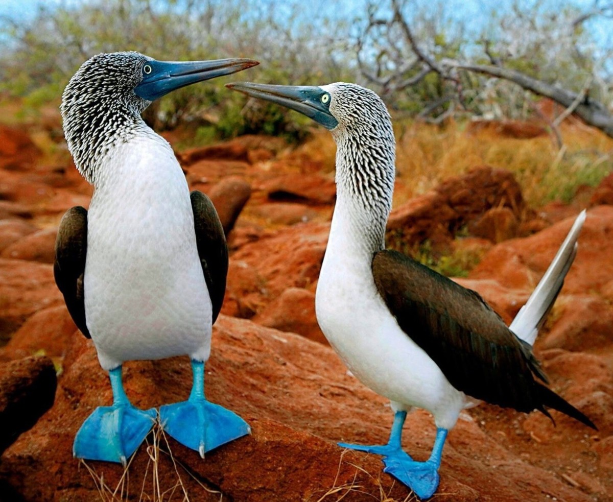 The Diverse World of the Ocean-Dwelling Booby Seabirds