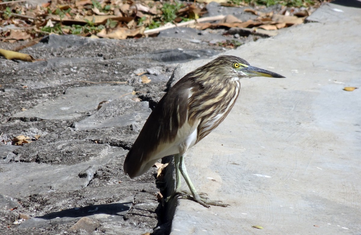 12 Most Beautiful Birds in India for Birdwatchers (2023) - HubPages