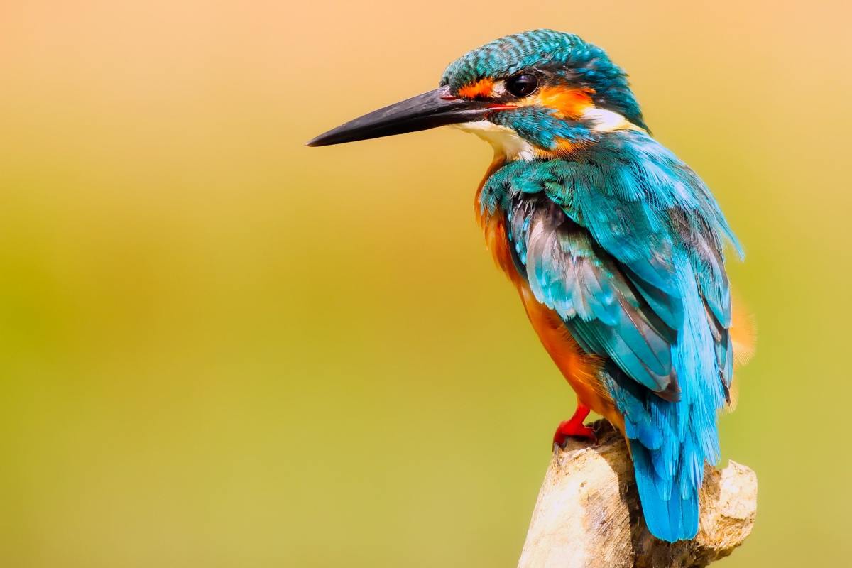 12 Most Beautiful Birds in India for Birdwatchers (2023) - HubPages, image size:1200x800