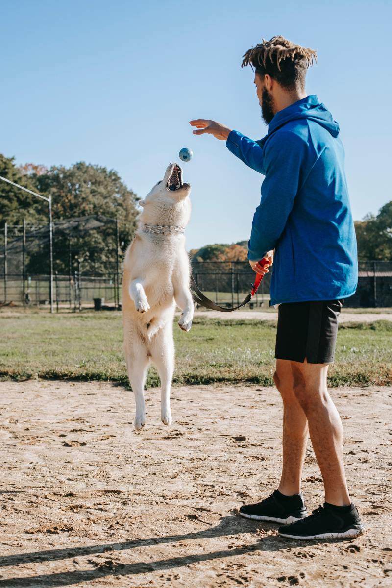 How Much Exercise Does Your Dog Need? HubPages