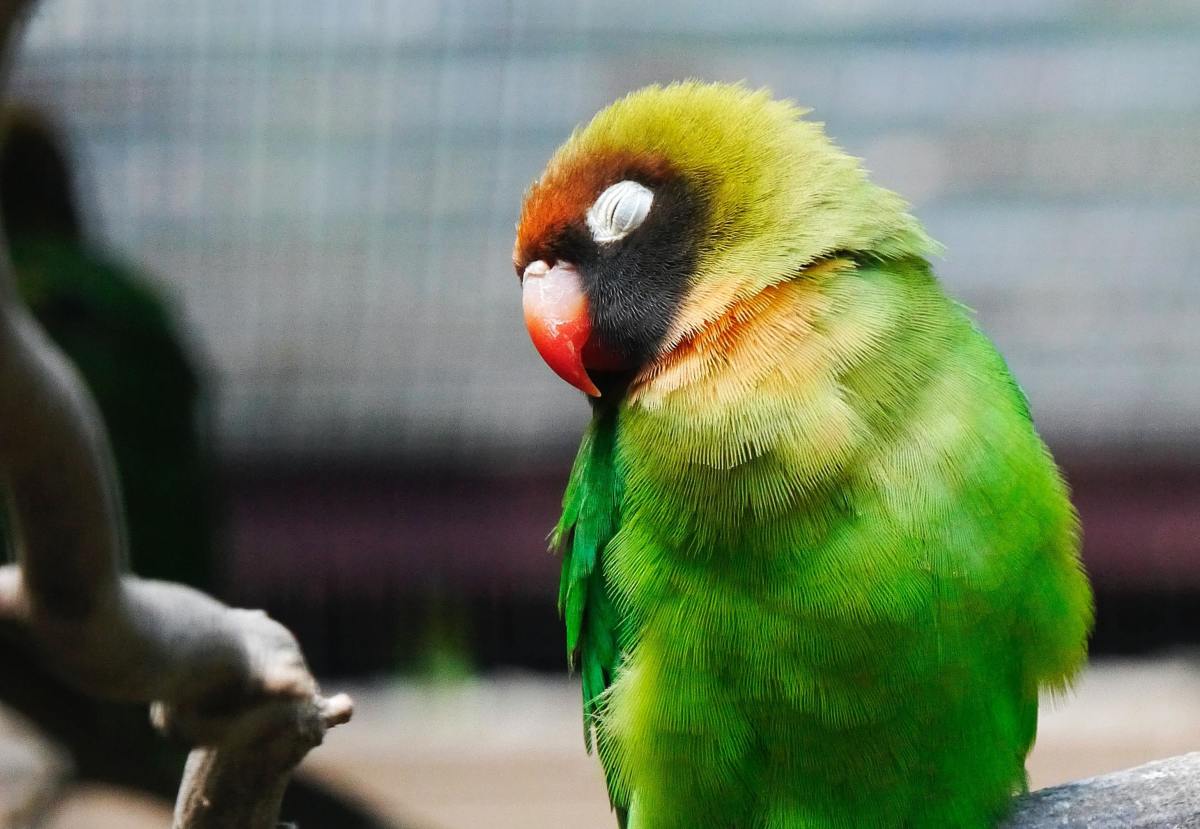 Why Does My Bird Have One Eye Closed PetHelpful