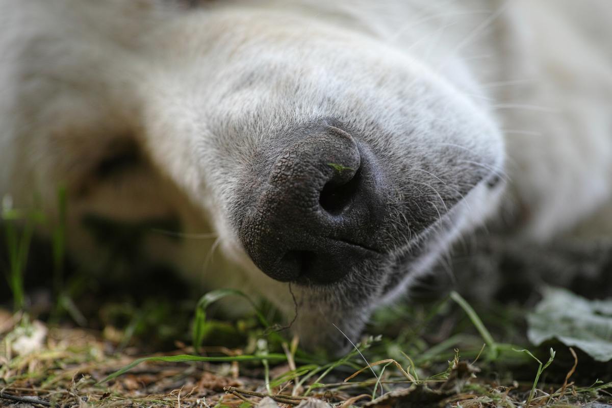 Helpful Things You Can Do About Your Dog’s Crusty Nose