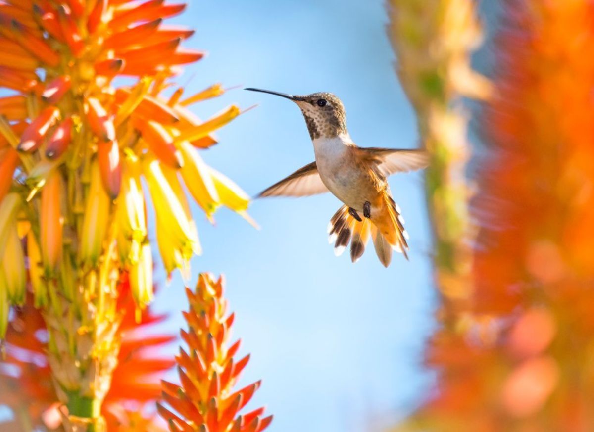 How Many Hummingbirds Die During Migration?