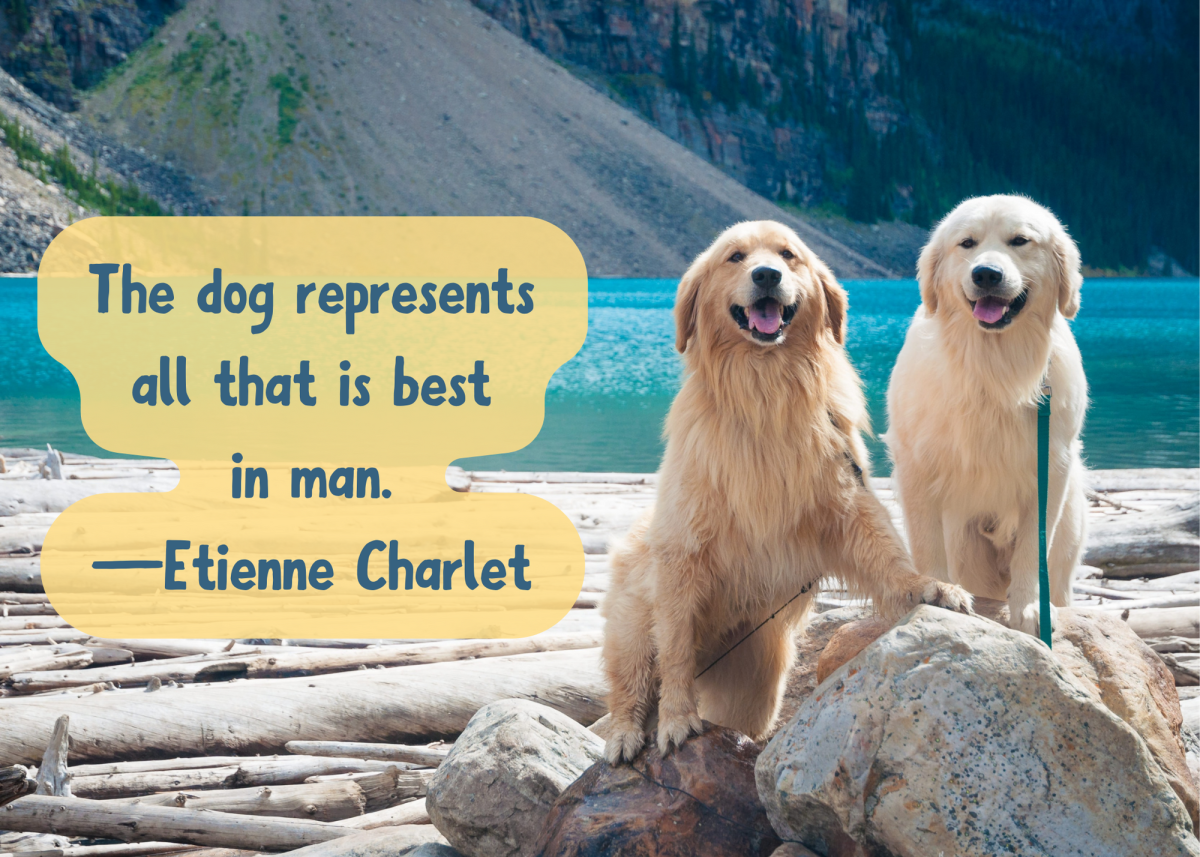 Dog Quotes: Wonderful Sayings About Man's Best Friend - PetHelpful