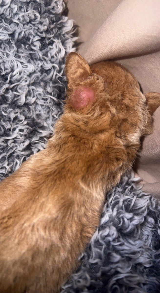 Why Does My Puppy Have Lumps Behind His Ears TrendRadars