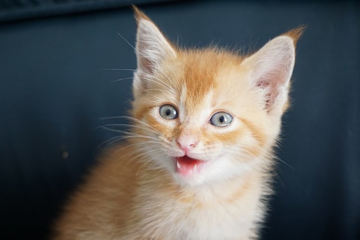 Understanding the Causes and Solutions to Your Cat's Sneezing PetHelpful