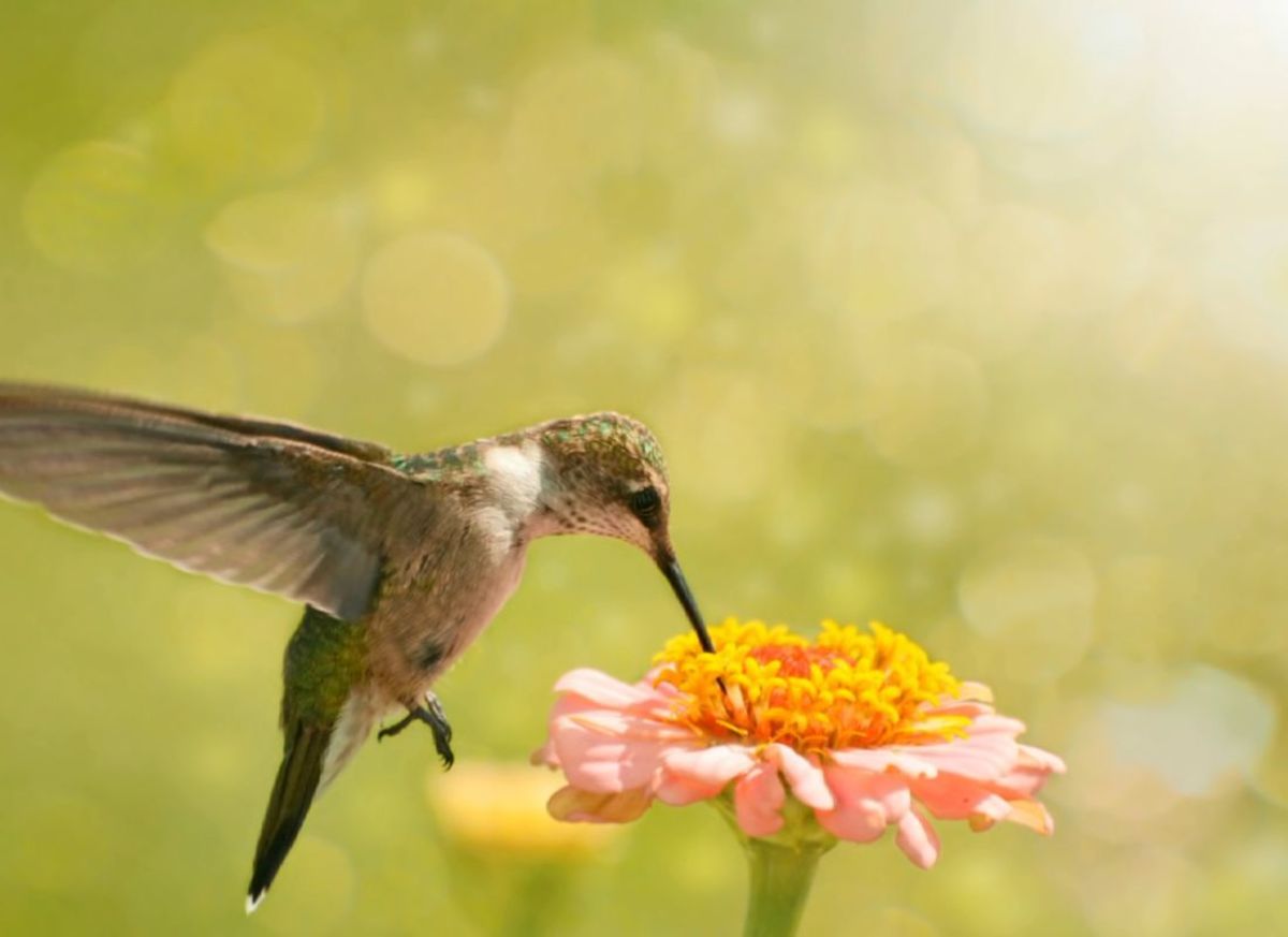 Why Do Hummingbirds Chase Each Other?