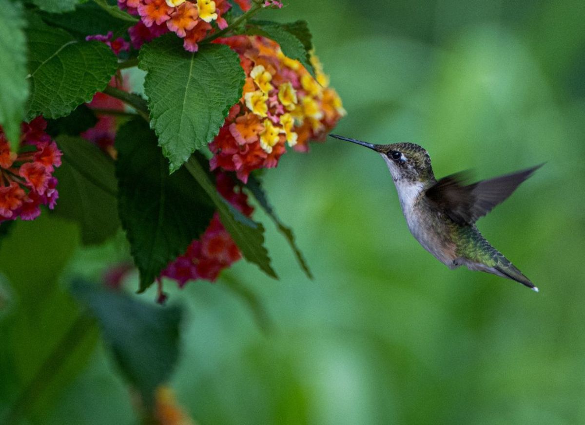 Why Do Hummingbirds Chase Each Other? HubPages