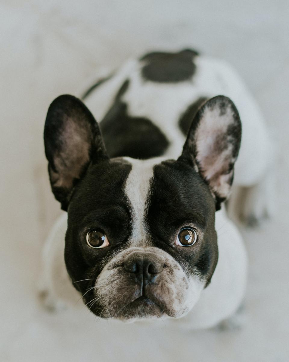 black and white french bulldog full grown