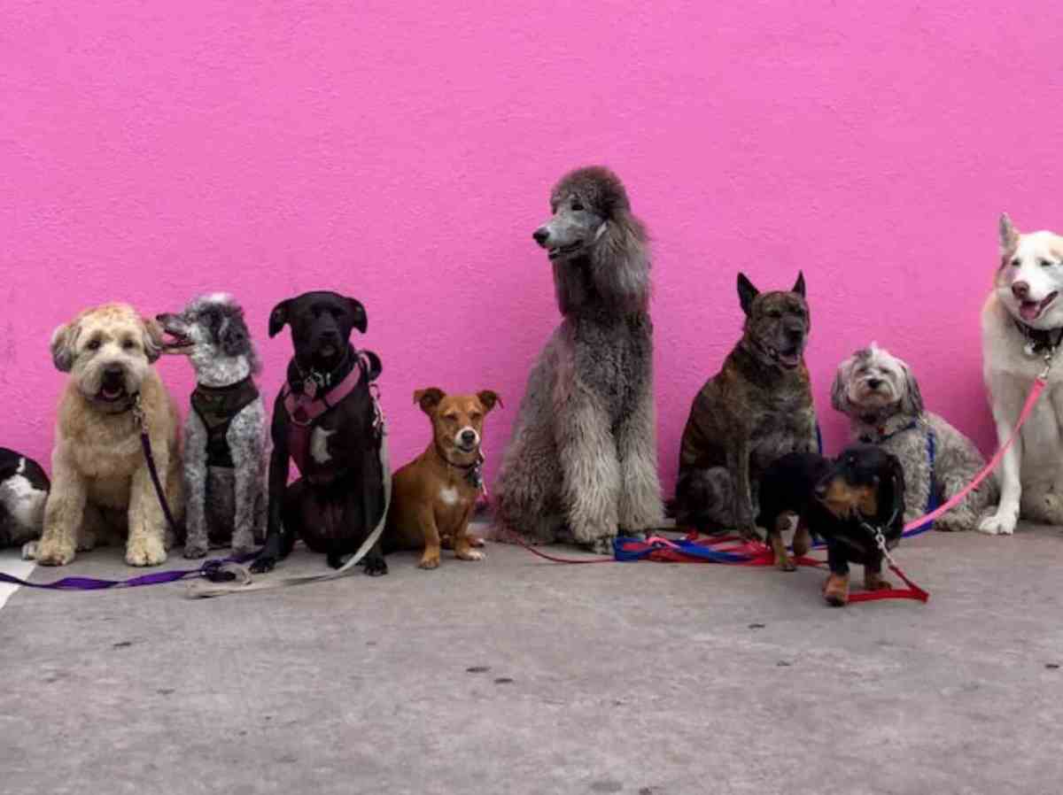 How to Choose the Right Dog for Your Family Tips and Tricks HubPages