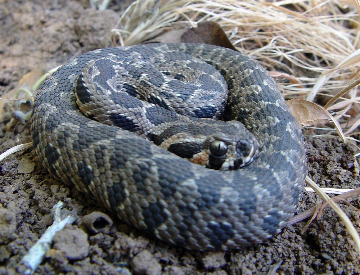 The Top 10 Deadliest Snakes in the Middle East - Owlcation