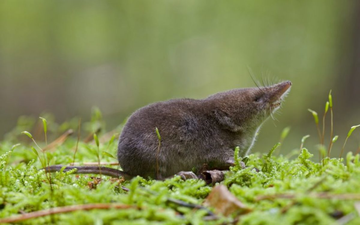 Interesting Characteristics of the Tiny Red-Toothed Shrew