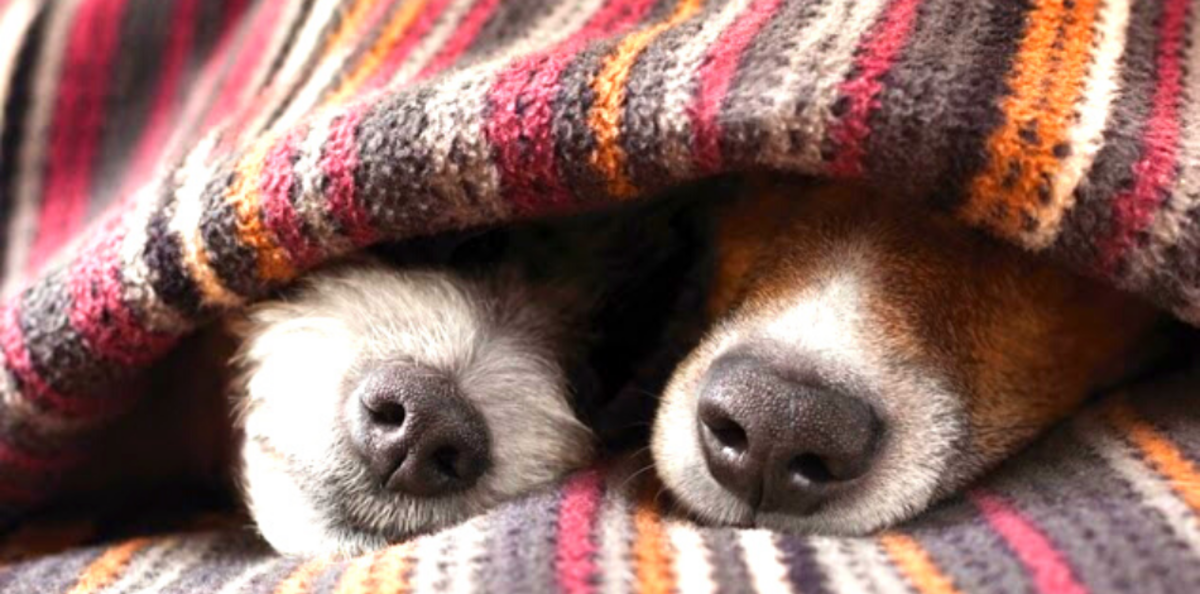 Keeping Your Furry Friend Warm and Healthy During the Chilly Winter Season