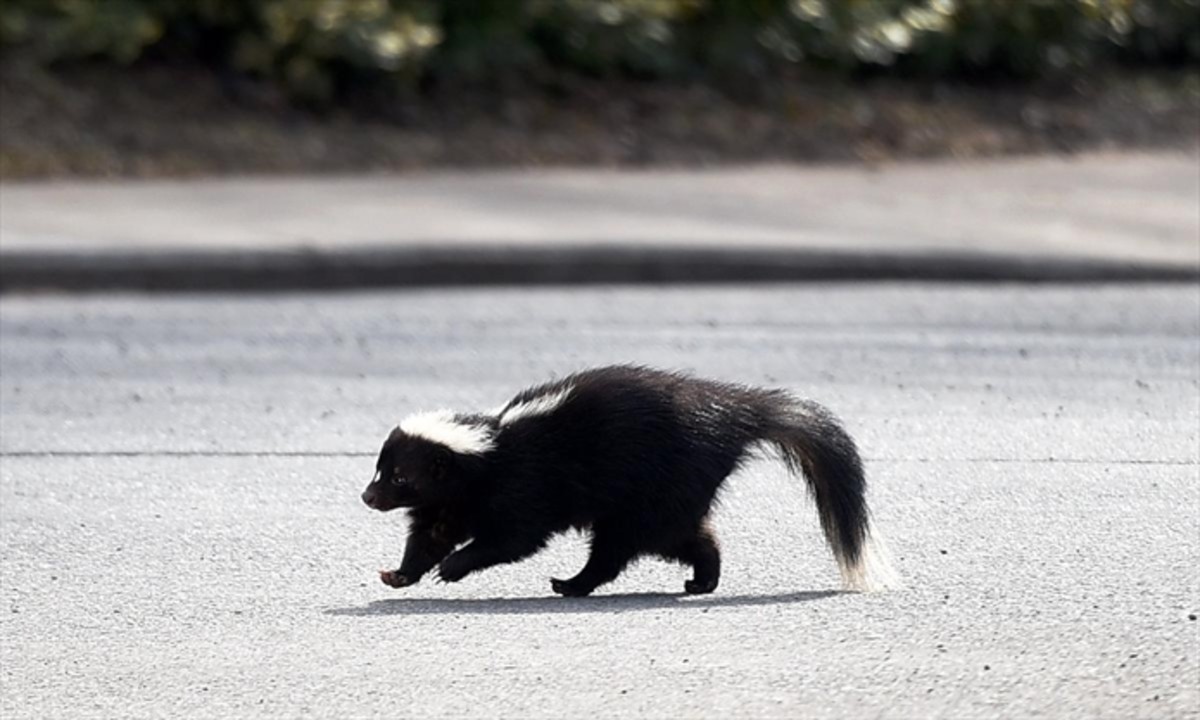 Why Humans and Animal Predators Avoid Cute and Gentle Skunks - Owlcation