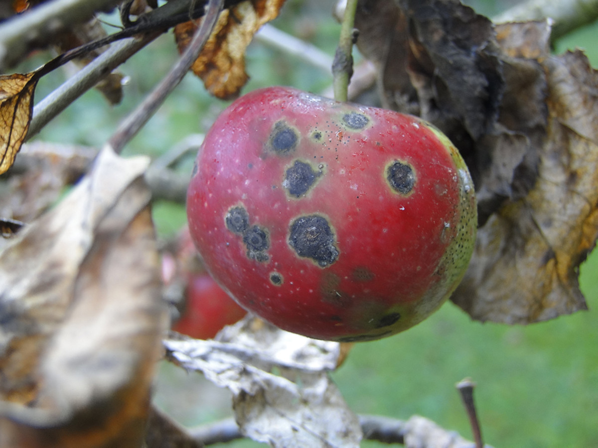 Tips for Recognizing and Keeping Apple Scab Away!