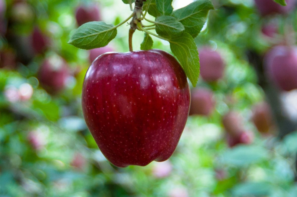 Tips for Recognizing and Keeping Apple Scab Away! HubPages