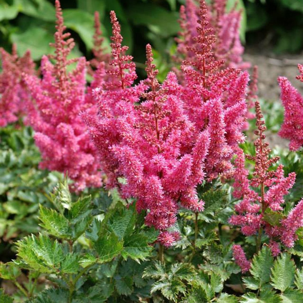 A Comprehensive Guide to Growing and Caring for Astilbe, an Elegant Perennial