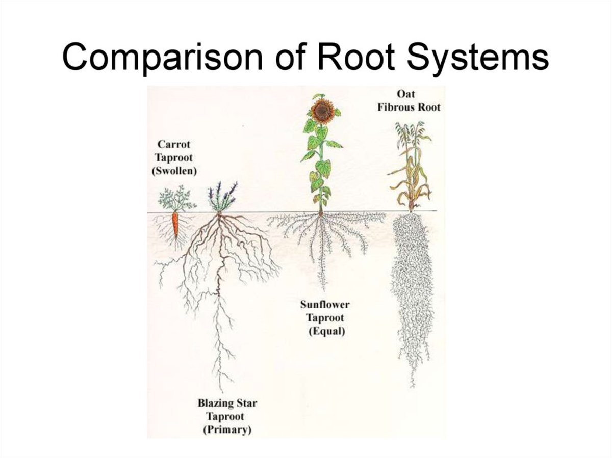 Корни растений. Корневые системы растений. Смешанная корневая система. Корневая система базилика рисунок.