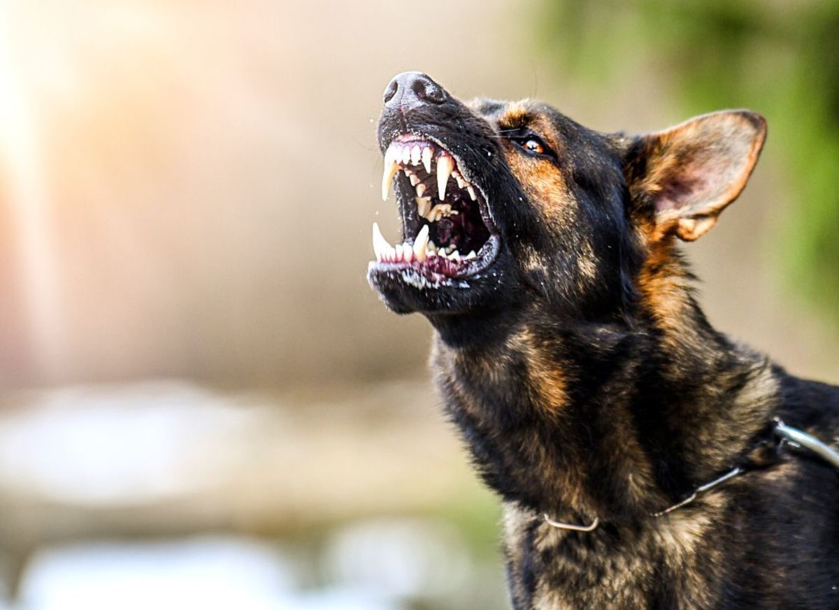 Dealing with Doggie Drama: How to Handle Reactive Dogs