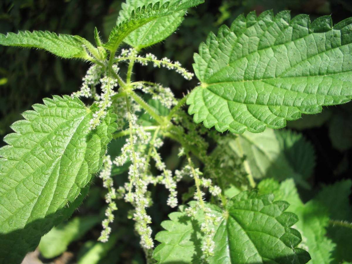 Discover the Health Benefits of Urtica (Stinging Nettle) & How it Can Help you Achieve Your Weight Loss Goals