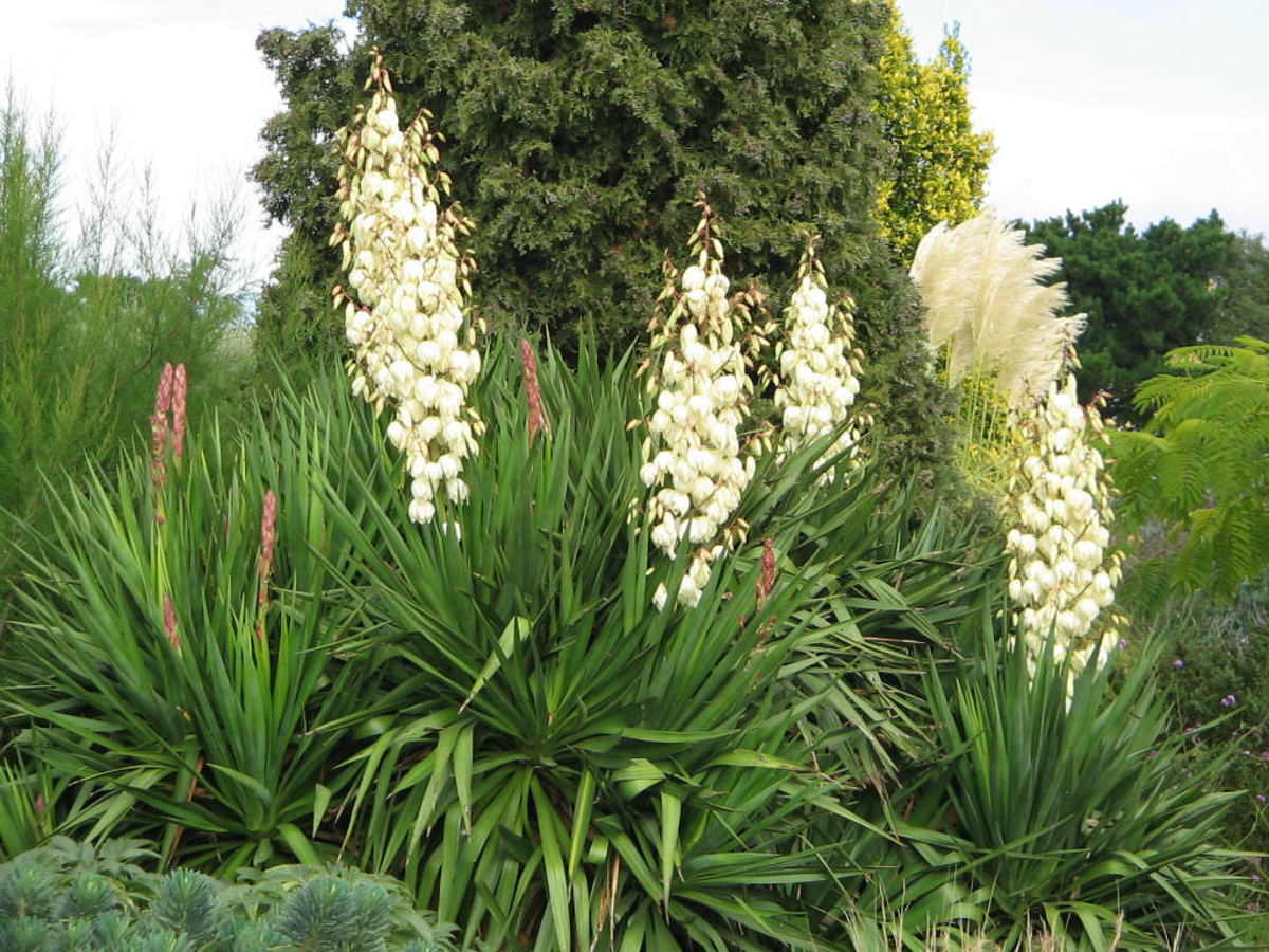 Unleashing the Beauty and Benefits of Yucca Plants