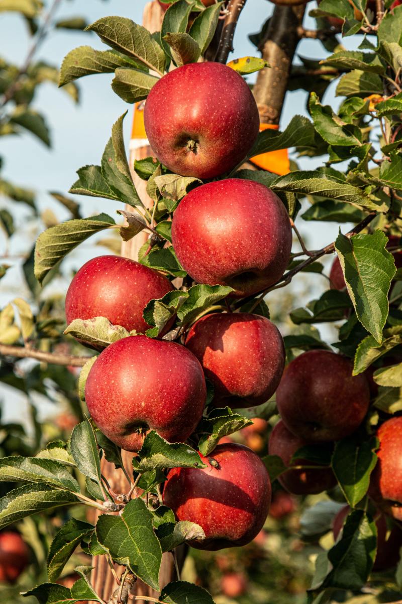 The Nutritional Treasure: Exploring the Abundant Benefits of Apples