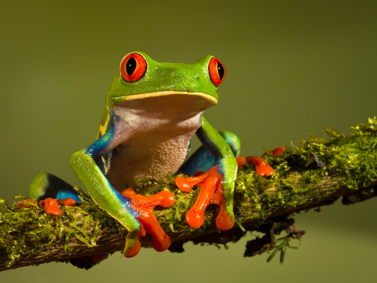 All About the Chameleon-Like Red-Eyed Tree Frog