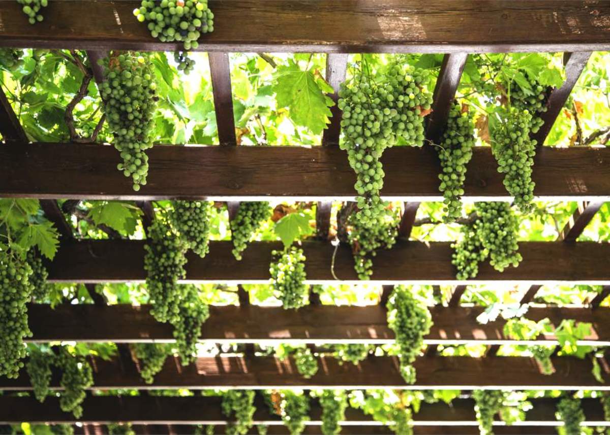 How to Determine Which Method of Grapevine Training Is Right for You