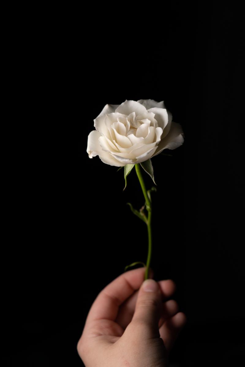 The White Rose Resistance Group: A Lesson in Courage