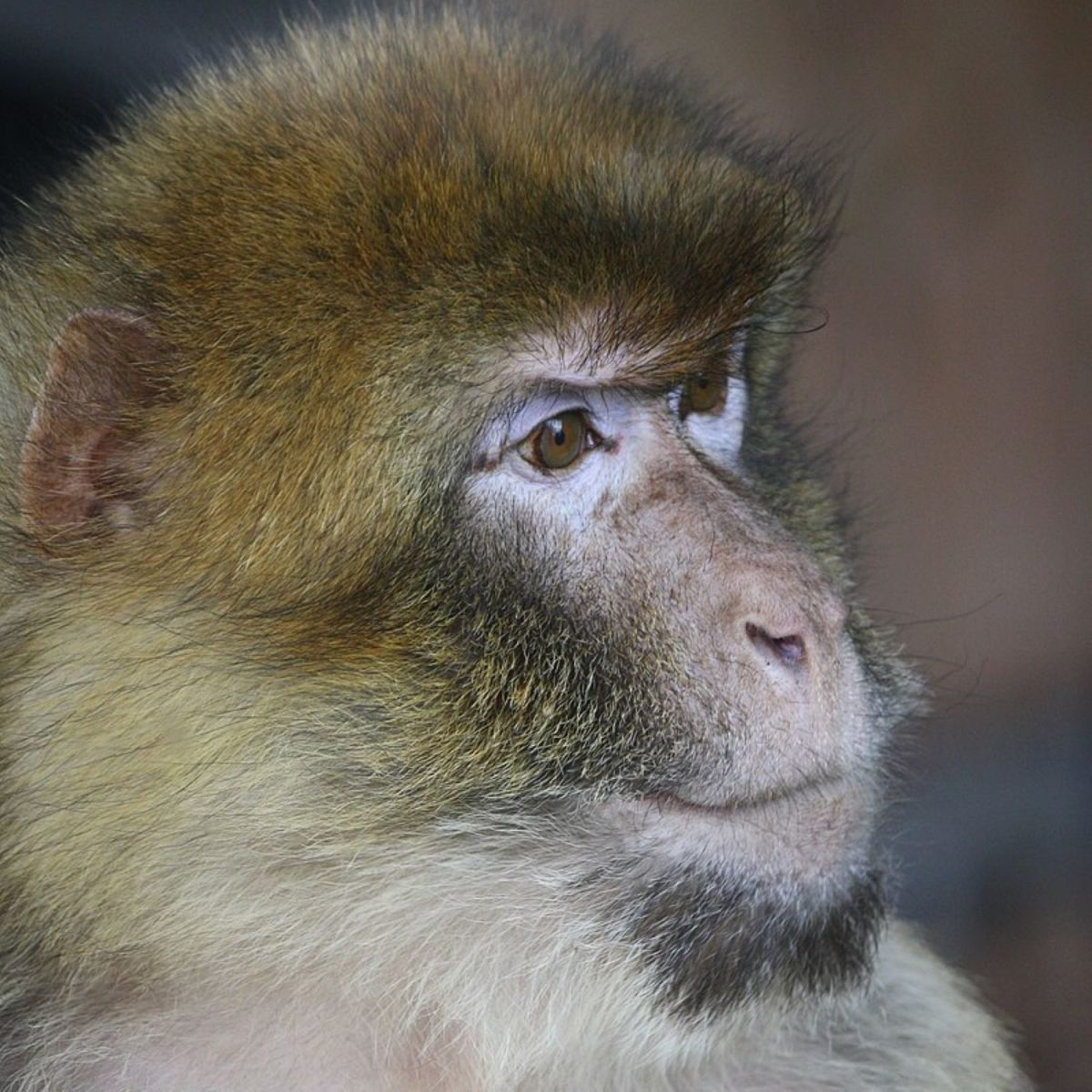 A Barbary Macaque monkey is a formidable foe.
