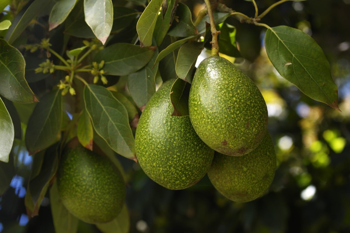 A Guide to Growing Avocados in Your Backyard