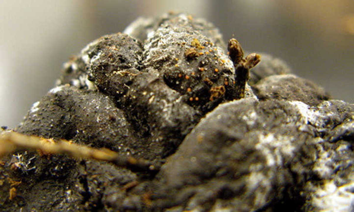 How to Revitalize Your Garden With NutrientRich Manure HubPages