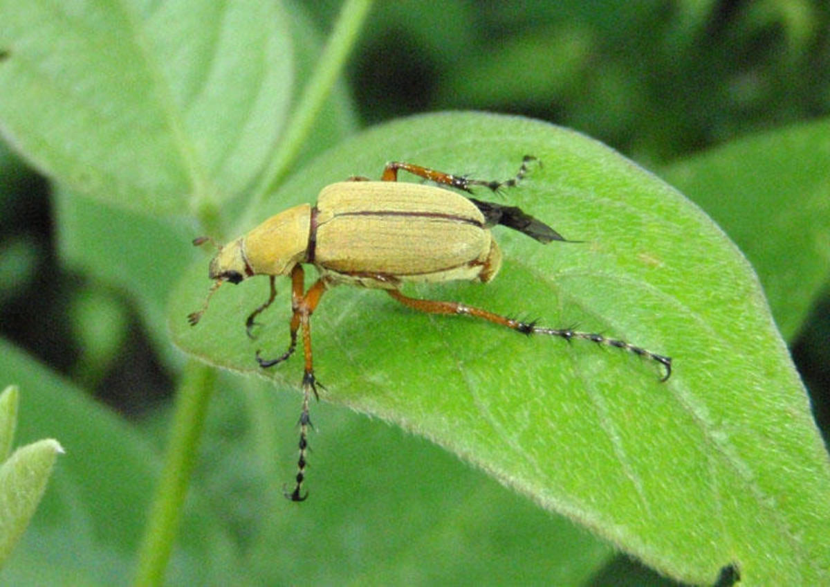 Rose Chafers Are Destructive Pests That Threaten Many Different Plants