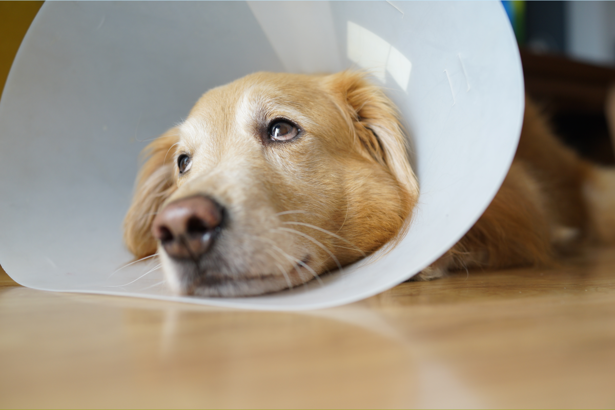 10 Ways to Keep Your Dog Calm After Spay Surgery