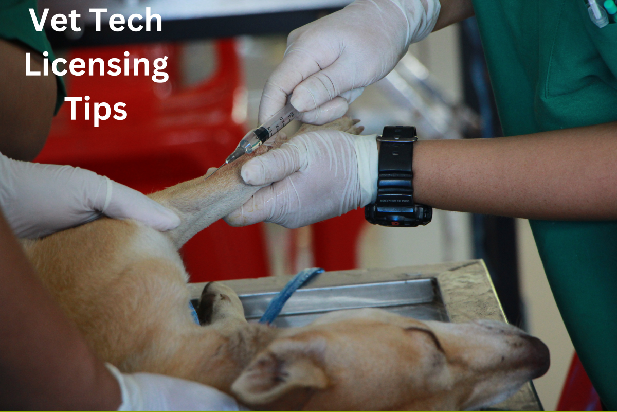 How to Become an RVT or Licensed Veterinary Technician - PetHelpful