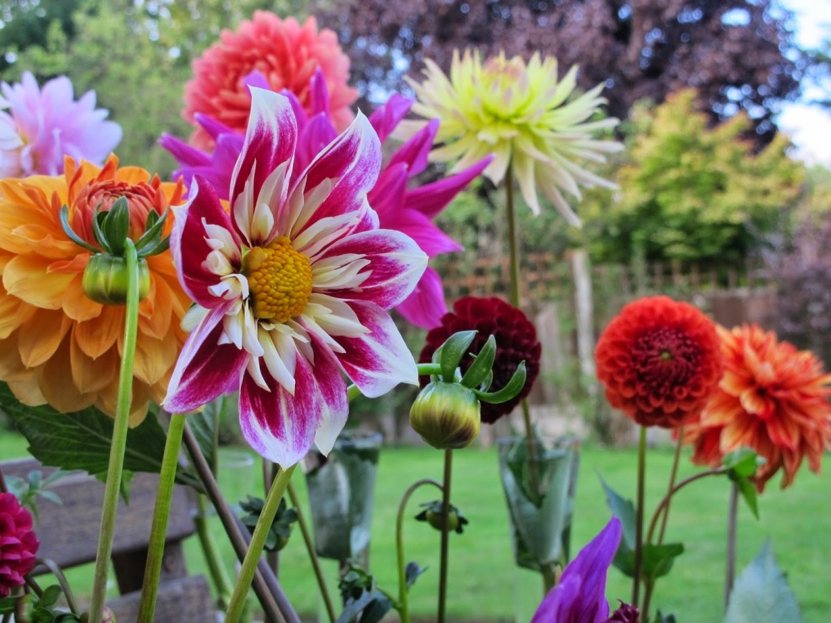 A Step-by-Step Guide to Growing Beautiful Dahlias